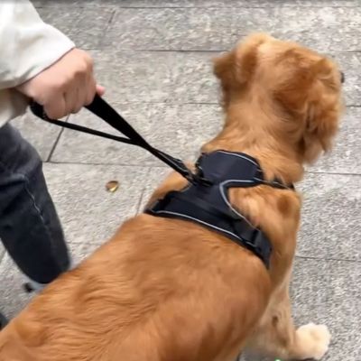 Main tenant la poignée d'une laisse chien courte fixée au harnais noir d'un Golden Retriever.