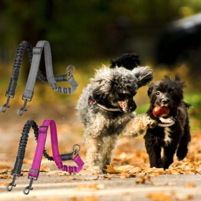 Laisse chien double avec amortisseurs noir et rose, caniches en promenade.