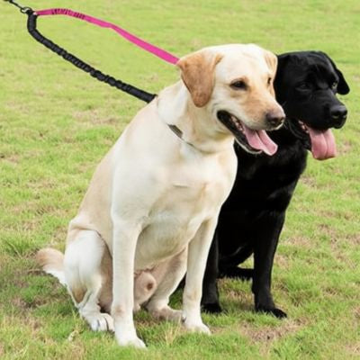 Deux Labradors, un sable et un noir, attachés à une laisse chien double rose.