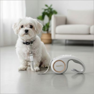 Petit chien Bichon maltais blanc assis à l'intérieur à côté d'une laisse chien blanche.