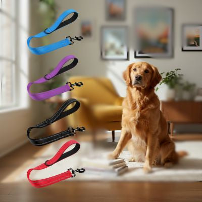 Quatre modèles de laisse chien (bleu, violet, noir, rouge) devant un Golden Retriever flou.