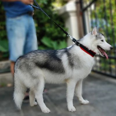 Husky Sibérien de profil en extérieur avec un collier bicolore et une laisse chien noire.