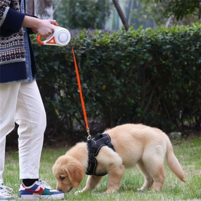 Main tenant une laisse chien orange rétractable fixée au harnais d'un chiot Golden Retriever.