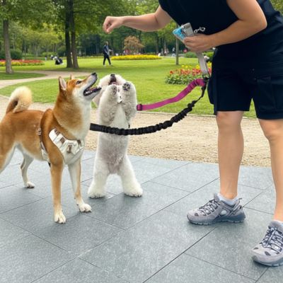 Laisse chien rose et noire tenue par une femme avec un Shiba Inu et un Bichon.