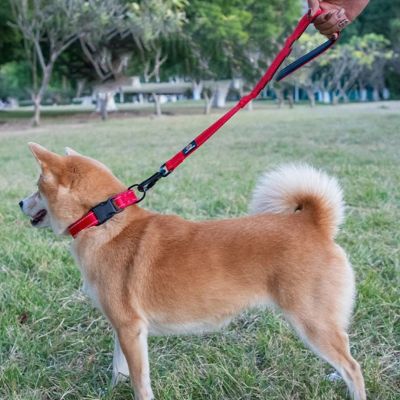 Shiba Inu roux de profil dans un parc avec un collier et une laisse chien rouge.