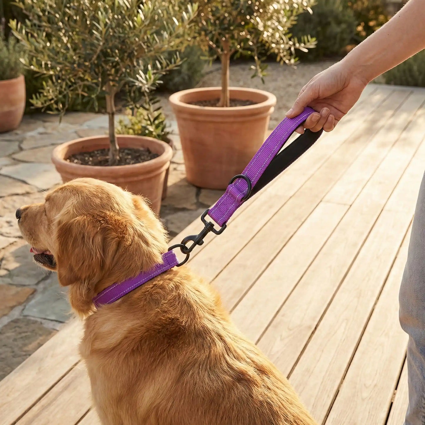 Chien doré en laisse chien violette tenu par une main sur terrasse en bois jardin.