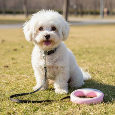 Chiot Bichon frisé blanc sur herbe sèche avec une laisse de chien rose pastel.