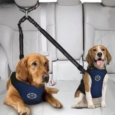 Laisse double pour chien et harnais bleus portés par un Golden Retriever et un Beagle.
