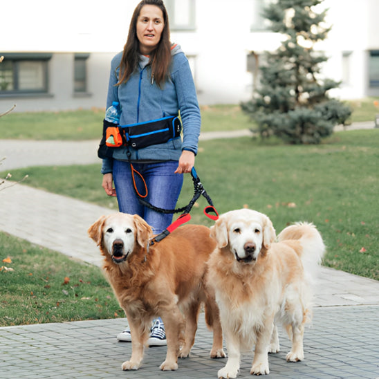 Laisse double pour chien fixée à une ceinture de sport avec deux Golden Retrievers.