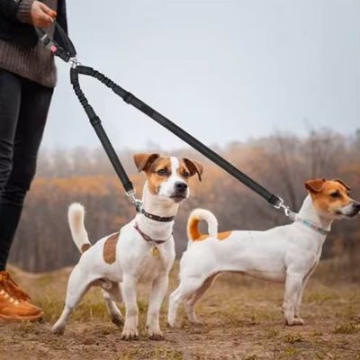 Laisse double pour chien noire utilisée pour promener deux Jack Russell Terriers.
