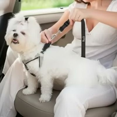 Femme tenant une laisse double pour chien noire attachée à un petit Bichon blanc.