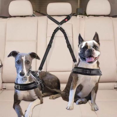 Laisse double pour chien noire en voiture avec un Boston Terrier et un Whippet.