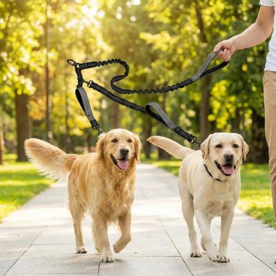 Deux chiens marchent avec une laisse double pour chien dans un parc ensoleillé, tenus par une personne.