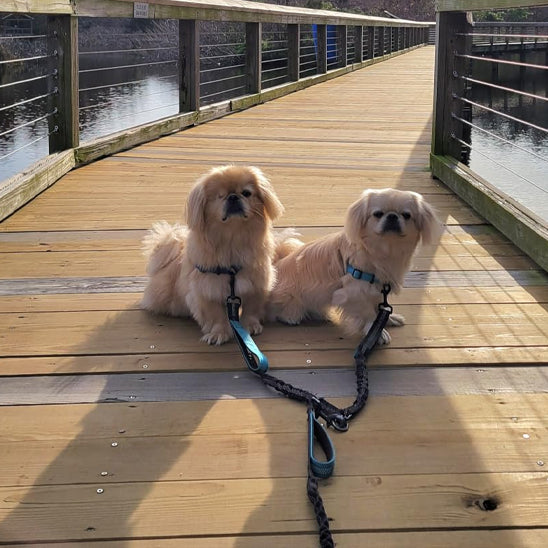 Deux chiens Pékinois reliés par une laisse double pour chien sur un pont en bois.