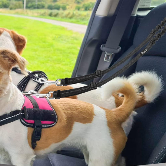 Deux chiens avec laisse double pour chien dans une voiture, harnais rose et attaches.