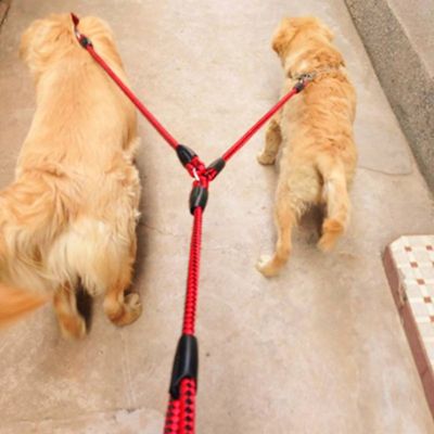 Vue de dessus de deux Golden Retrievers guidés par une laisse longe pour chien double rouge.