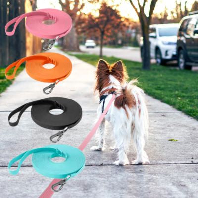 Petit chien blanc et roux en ville et les 4 coloris de laisse longe pour chien.