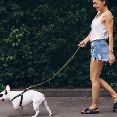 Femme marchant avec un Bouledogue Français blanc et une laisse main libre pour chien kaki.