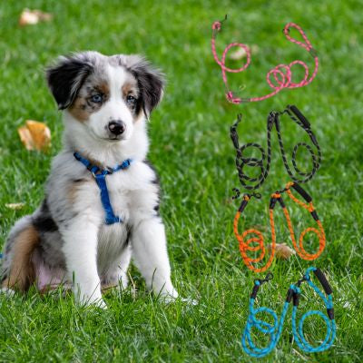 Laisse main libre pour chien en 4 coloris avec un chiot Berger Australien assis dans l'herbe.