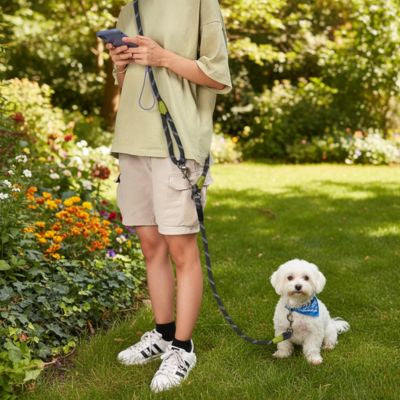 Laisse main libre pour chien noir et blanc portée avec un petit Bichon frisé dans un jardin.