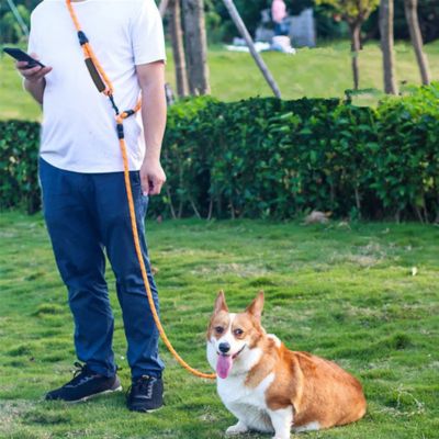 Homme avec une laisse main libre pour chien orange et un Corgi assis sur l'herbe.