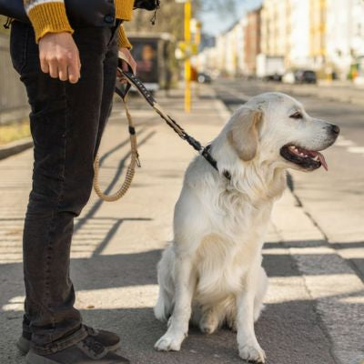 Golden Retriever blanc assis sur un trottoir tenu par une laisse pour chien beige.