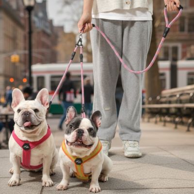 Deux bouledogues français avec harnais rose et orange et une laisse pour chien rose.
