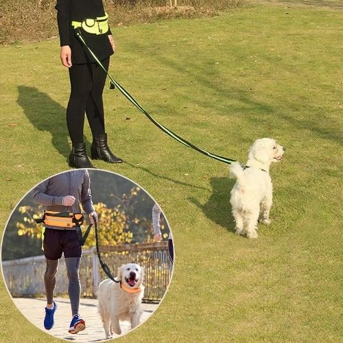 Utilisation polyvalente de la laisse pour chien mains libres : marche avec un Bichon et course avec un Golden Retriever, modèle vert fluo.