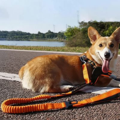 Welsh Corgi Pembroke allongé sur la route avec sa laisse pour chien orange et harnais.