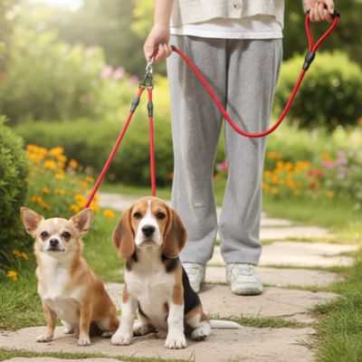 Un Chihuahua et un Beagle assis sur un chemin avec une laisse pour chien rouge.