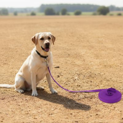 Labrador Retriever assis dans un champ sec avec une laisse pour chien violette.