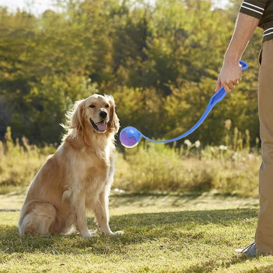 Gros plan sur un lanceur de balle pour chien bleu tenu devant un Golden Retriever assis.
