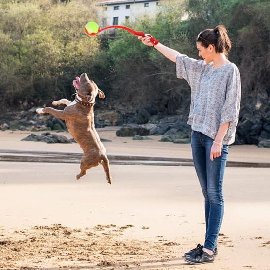 Femme utilisant un lanceur de balle pour chien sur la plage avec un Pitbull qui saute.