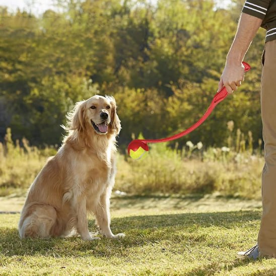 Homme tenant un lanceur de balle pour chien rouge face à un Golden Retriever assis.