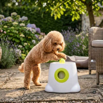 Chien Caniche abricot insérant une balle dans le lanceur de balle pour chiens dans un jardin.