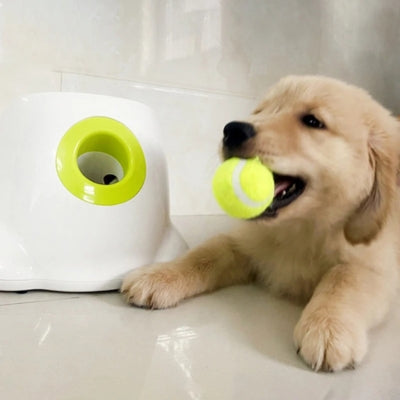 Chiot Golden Retriever tenant une balle de tennis à côté du lanceur de balle pour chiens.