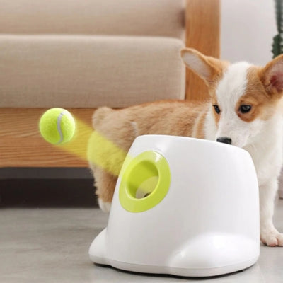 Chien Corgi observant une balle de tennis éjectée par le lanceur de balle pour chiens dans un salon.