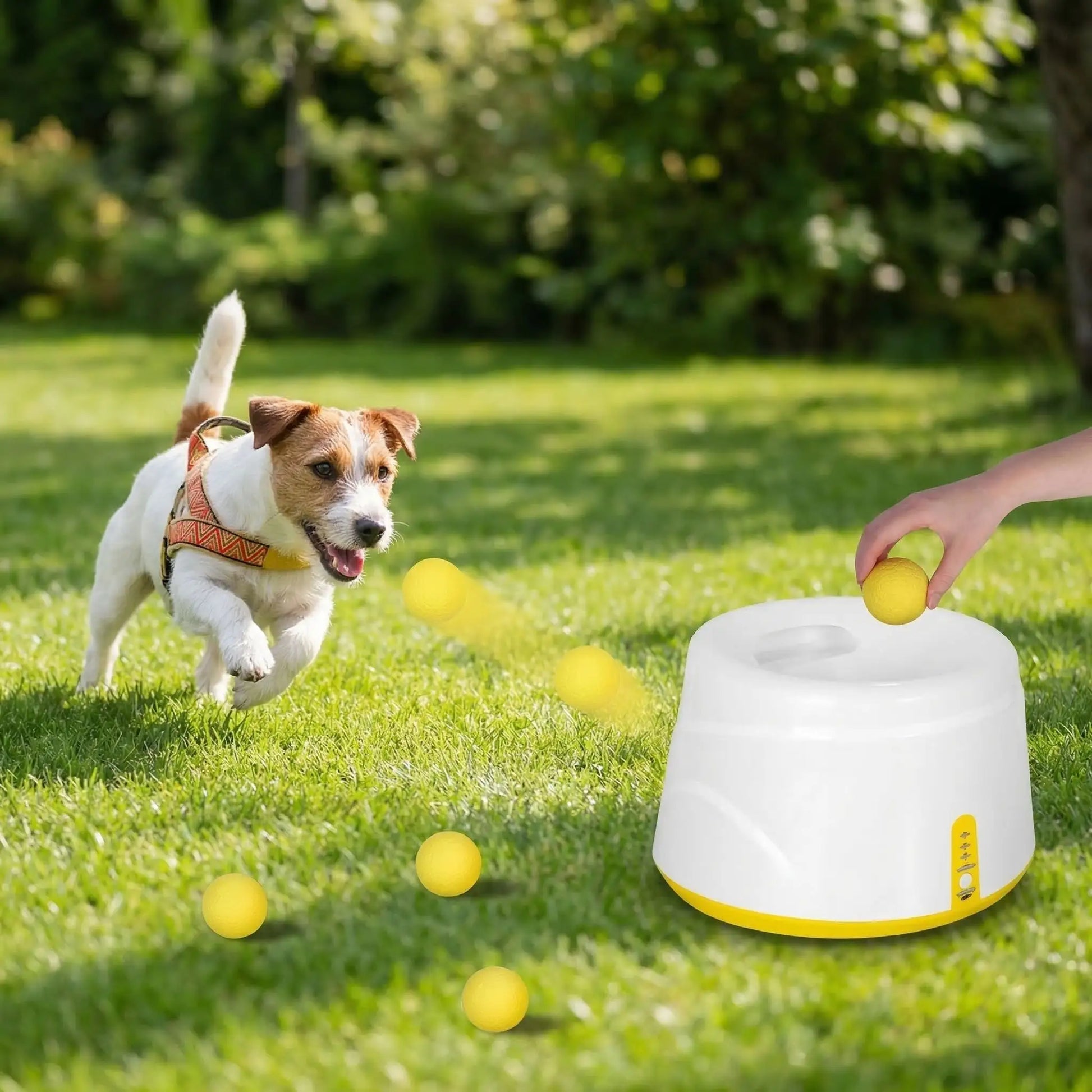 Main insérant une balle dans le lanceur de balle pour chiens, chien courant dans le jardin.