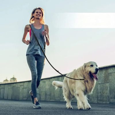 Femme en plein jogging avec son Golden Retriever attaché par une longe chien en bandoulière.
