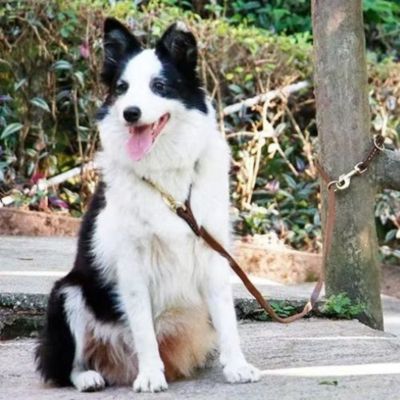 Border Collie assis près d'un arbre avec sa longe chien en cuir marron enroulée autour du tronc.