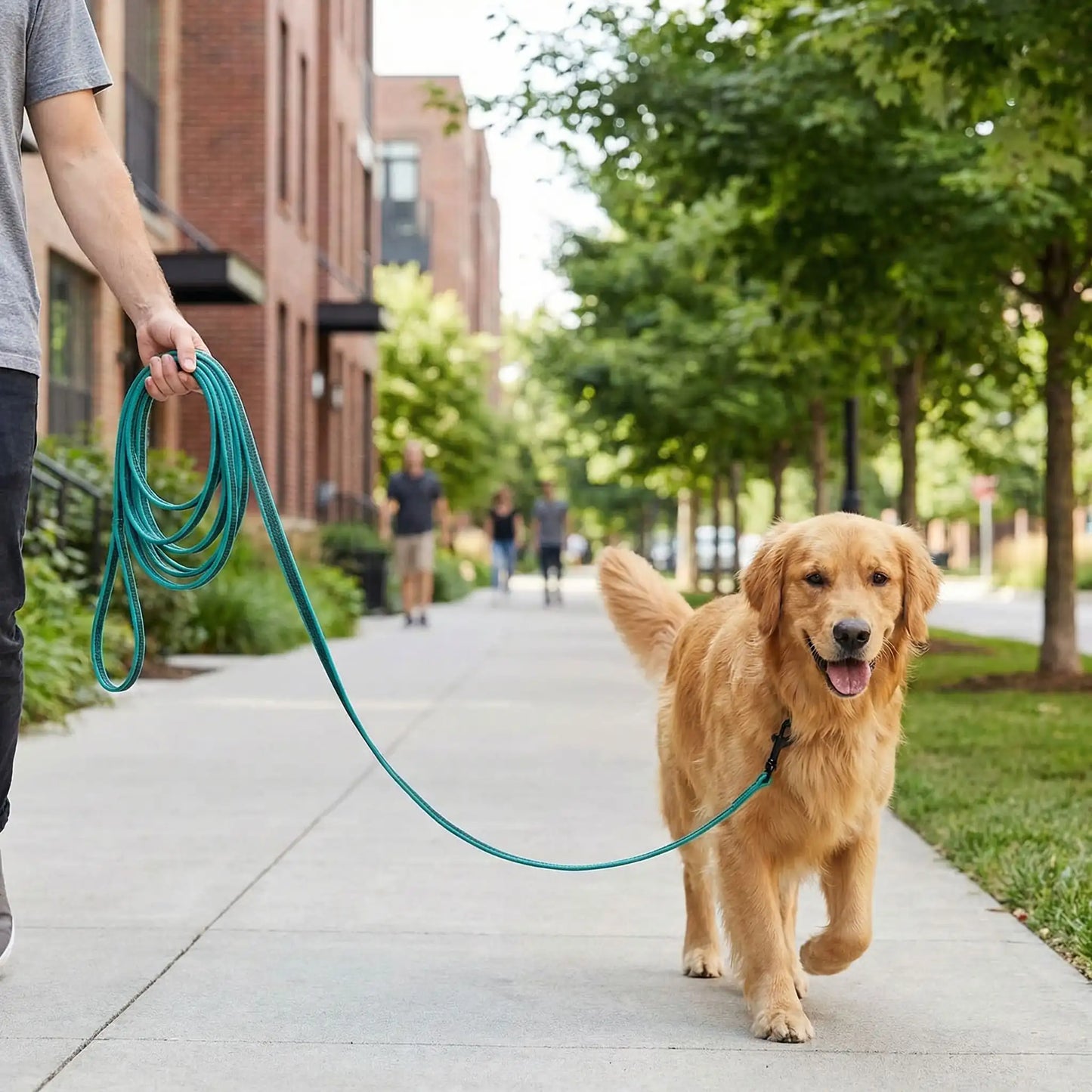 Golden Retriever marchant sur un trottoir avec une grande liberté grâce à une longe chien vert.