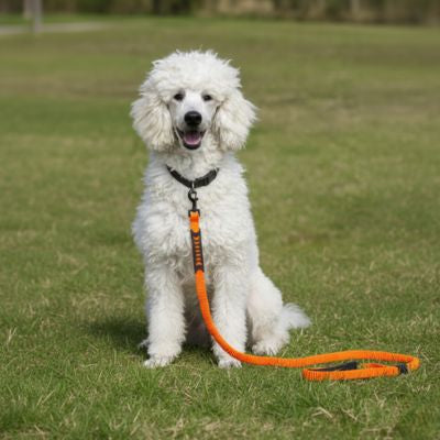 Caniche royal blanc assis avec une longe chien orange extensible à poignée de contrôle noire.