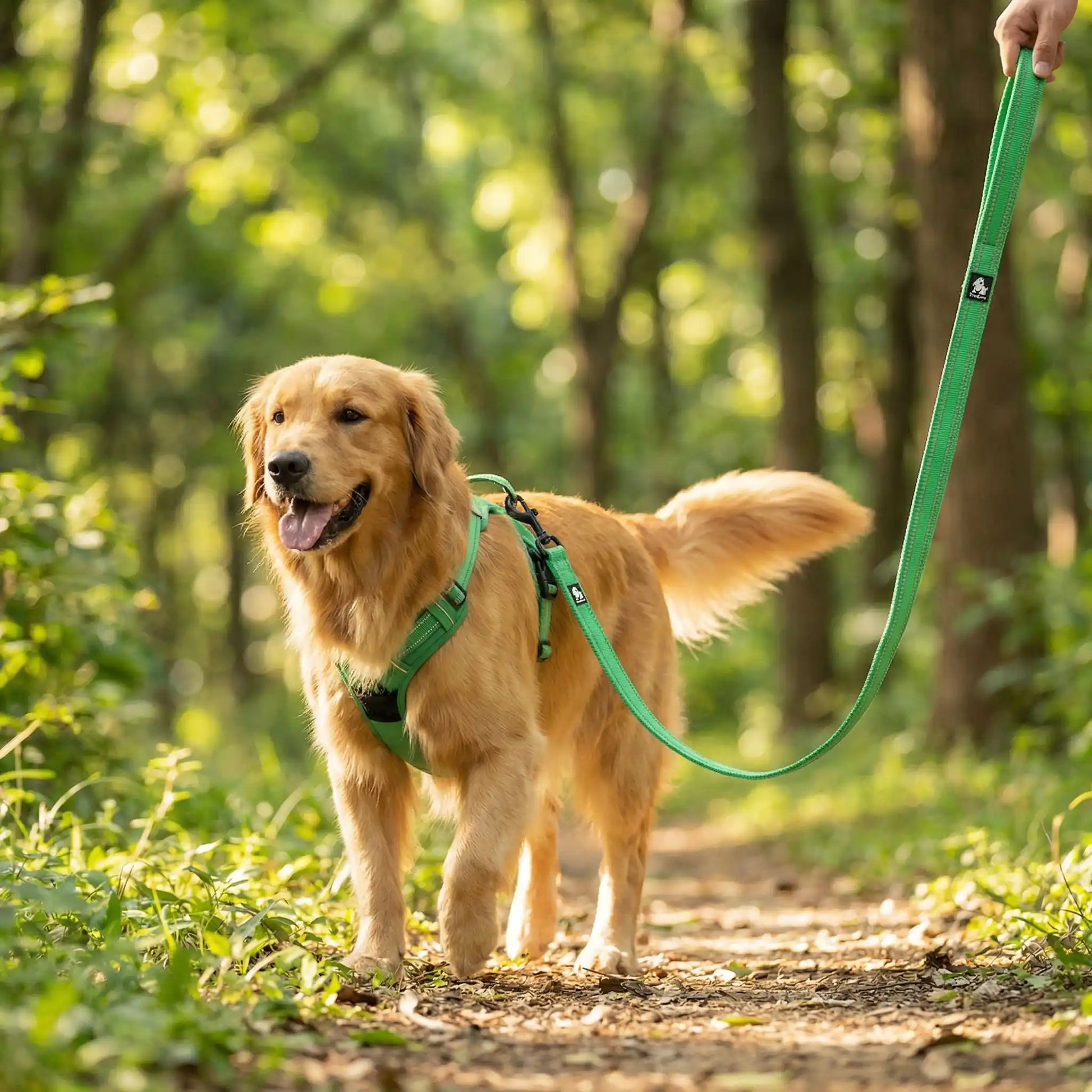 Longe chien verte réglable fixée sur un harnais pour une marche en toute liberté.