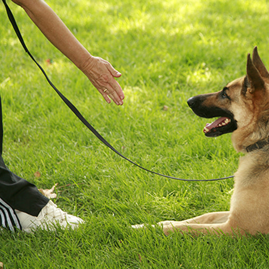 Gros plan sur une main guidant un Berger Allemand avec une longe pour chien dans l'herbe.
