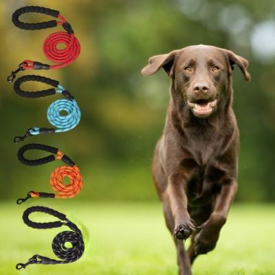Longe pour chien en 4 couleurs (rouge, bleu, orange, noir) et un Labrador chocolat qui court.