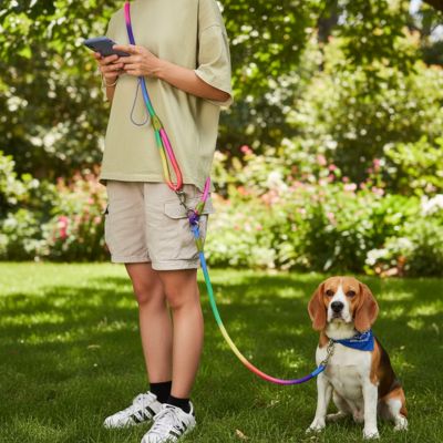 Chien Beagle portant un bandana bleu avec une longe pour chien multicolore en bandoulière.