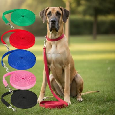 Différents coloris de longe pour chien présentés avec un Grand Danois.