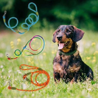 Chien Teckel à poil dur assis à côté de trois modèles de longe pour chien colorées.