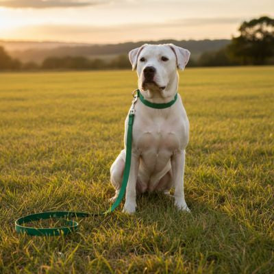 Longe pour chien | UrbanLonge™