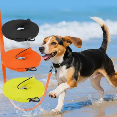 Beagle sur la plage et trois modèles de longe pour petit chien colorés.